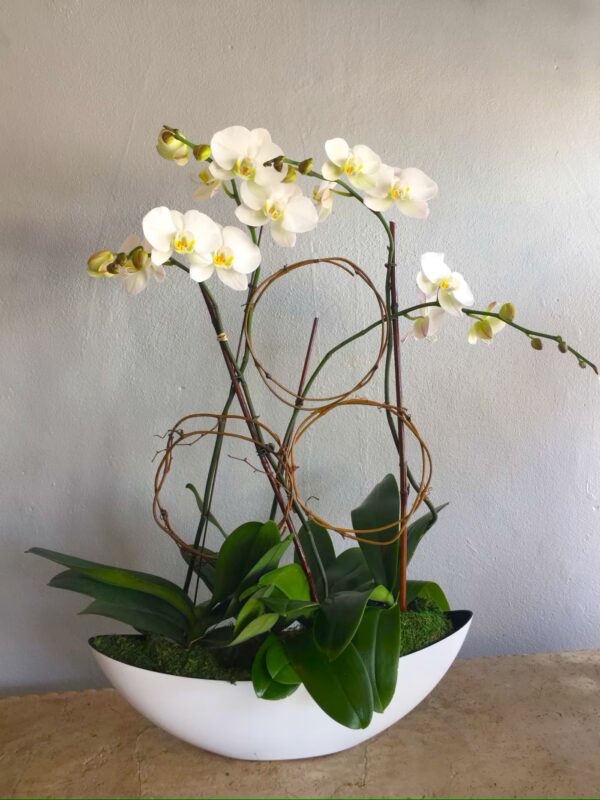 Orchids in a Boat