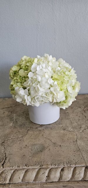 White and Green Hydrangeas