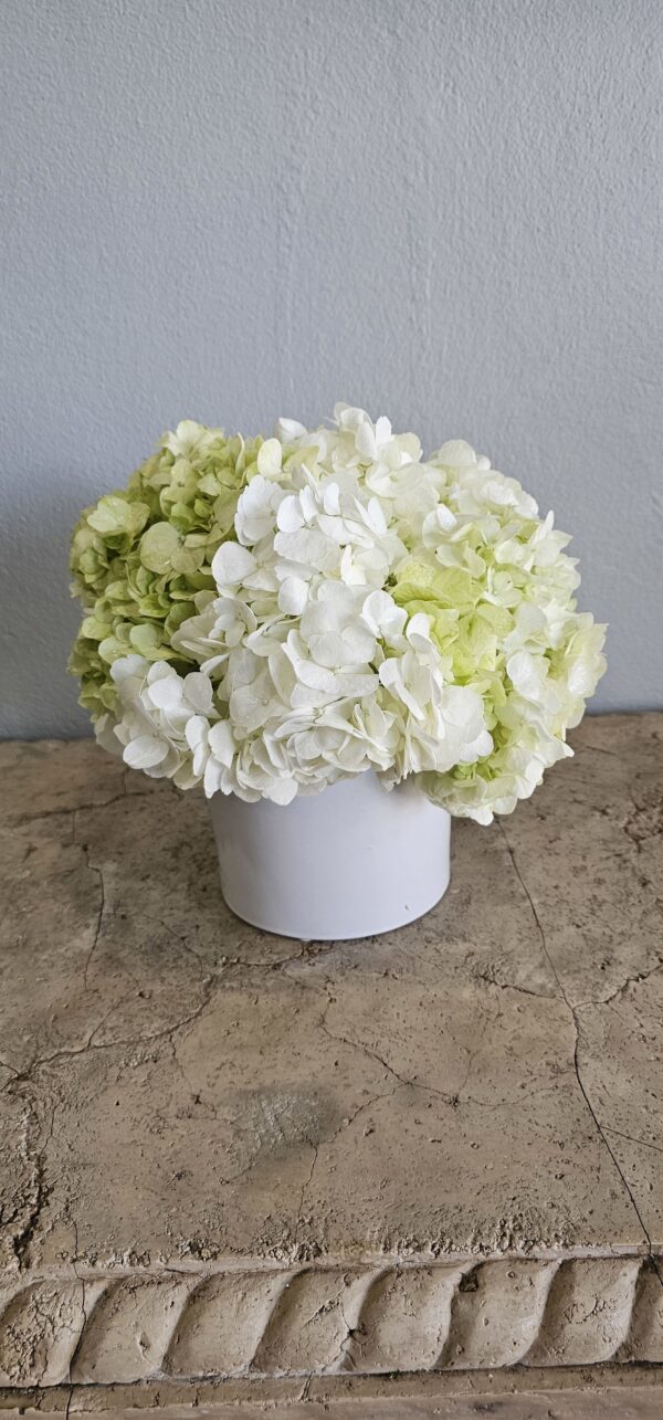 White and Green Hydrangeas