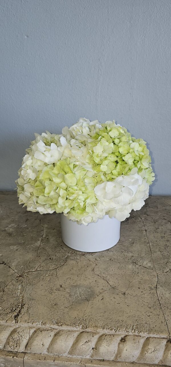 White and Green Hydrangeas - Image 2