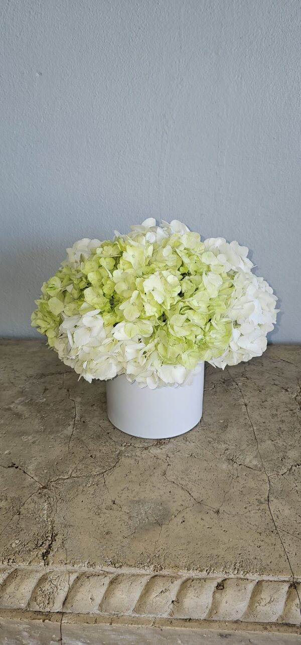 White and Green Hydrangeas - Image 3