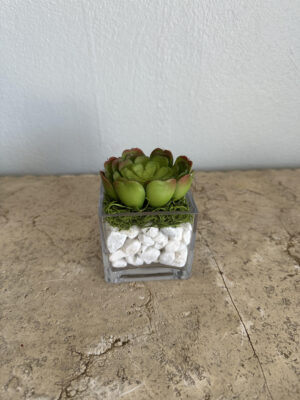 Mini Gift Succulent